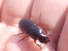 Harpalina