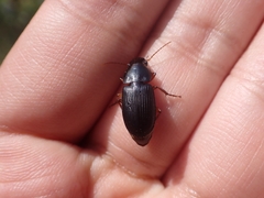 Harpalina
