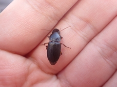 Harpalina