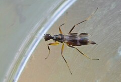 Tachydromia arrogans