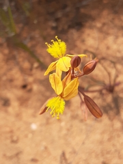 Bulbine torta