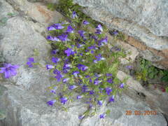 Campanula drabifolia