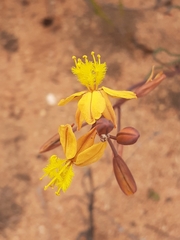Bulbine torta