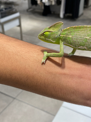 Chamaeleo calyptratus