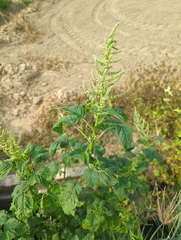 Amaranthus viridis