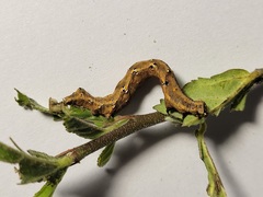 Acontiinae