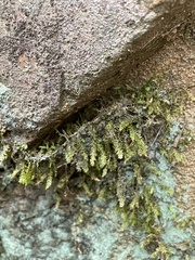 Pseudotaxiphyllum elegans