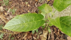 Dendrocnide meyeniana