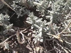 Teucrium
