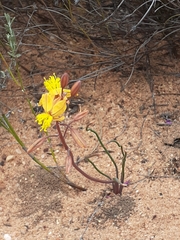Bulbine torta