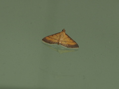 Cnaphalocrocis medinalis