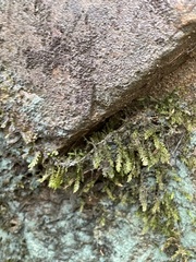 Pseudotaxiphyllum elegans