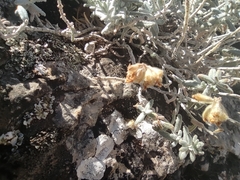 Teucrium