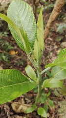 Dendrocnide meyeniana