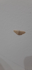 Scopula minorata