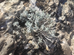 Teucrium