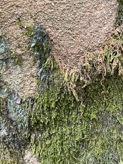 Pseudotaxiphyllum elegans