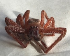 Neosparassus diana