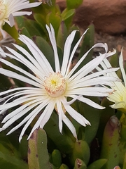 Ruschia albida