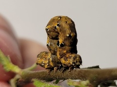 Acontiinae