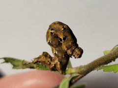 Acontiinae