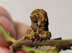 Acontiinae