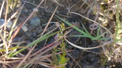 Scutellaria parvula