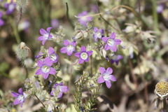 Campanula drabifolia