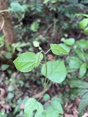 Mallotus repandus
