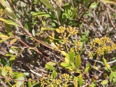 Bupleurum fruticosum