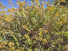 Bupleurum fruticosum