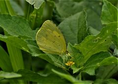 Eurema hecabe