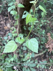 Mallotus repandus