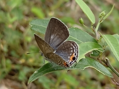 Luthrodes pandava