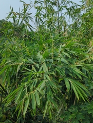 Bambusa vulgaris