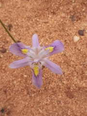 Moraea setifolia