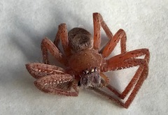Neosparassus diana