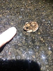 Platyplectrum ornatum