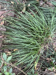 Ophiopogon