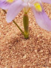 Moraea setifolia