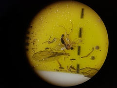 Elaphropeza ephippiata