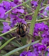 Xylocopa aerata
