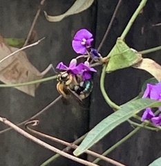 Xylocopa aerata