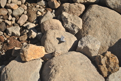 Plebejus anna