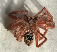 Neosparassus diana