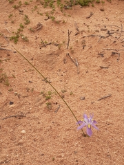 Moraea setifolia
