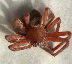 Neosparassus diana
