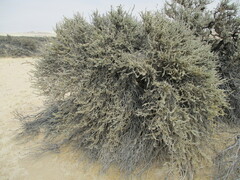 Caroxylon nollothense