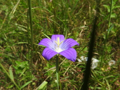 Campanula hawkinsiana
