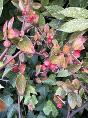 Cotoneaster franchetii